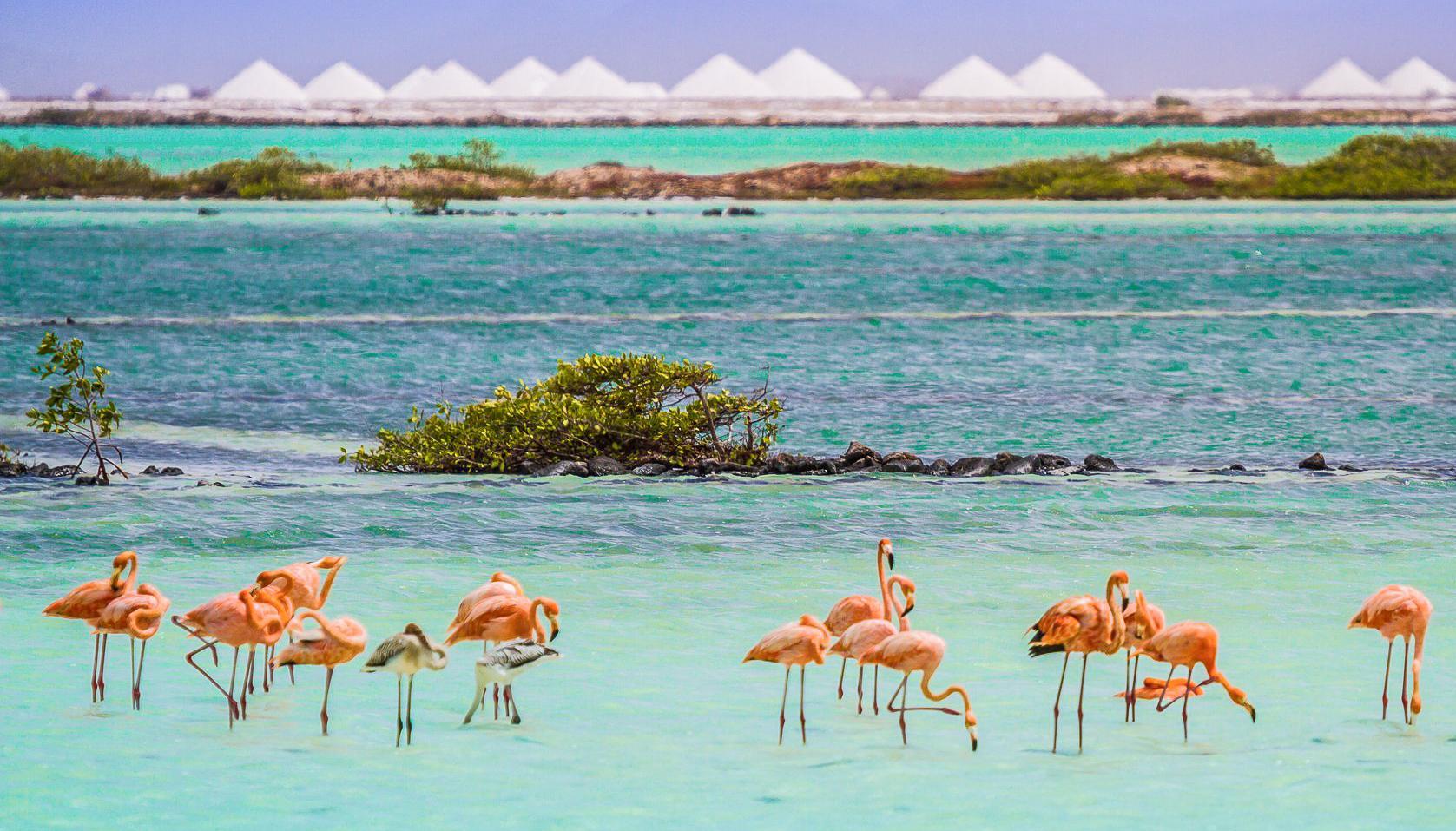 Van Der Valk Plaza Beach & Dive Resort Bonaire Κράλεντικ Εξωτερικό φωτογραφία