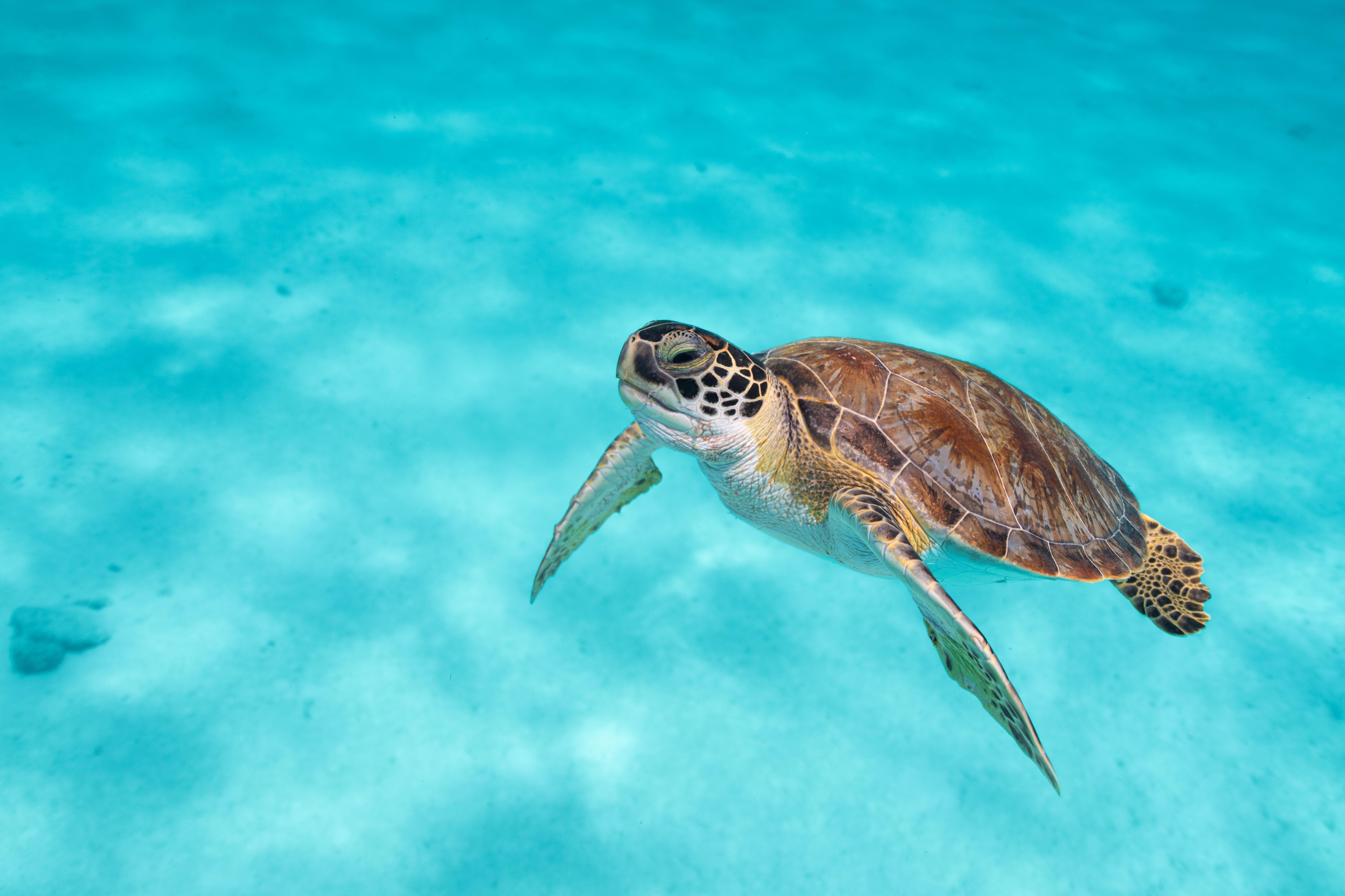 Van Der Valk Plaza Beach & Dive Resort Bonaire Κράλεντικ Εξωτερικό φωτογραφία